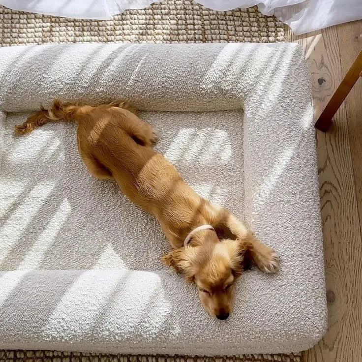 Balu Premium Design-Hundesofa